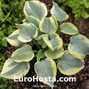 Hosta Color Festival