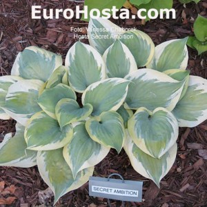 Hosta Secret Ambition