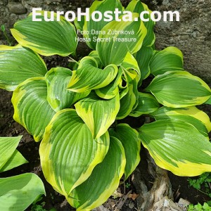 Hosta Secret Treasure