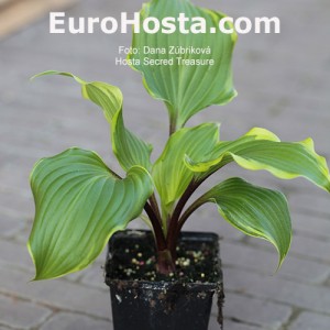 Hosta Secret Treasure