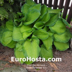 Hosta September Sun - Eurohosta