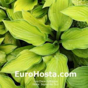 Hosta September Sun - Eurohosta