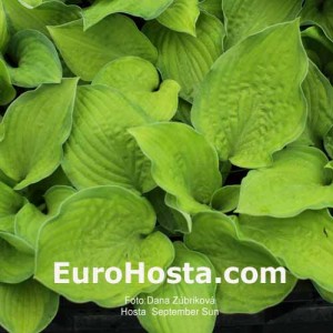 Hosta September Sun - Eurohosta