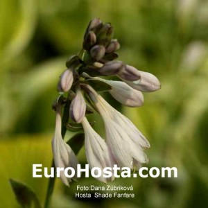 Hosta Shade Fanfare - Eurohosta