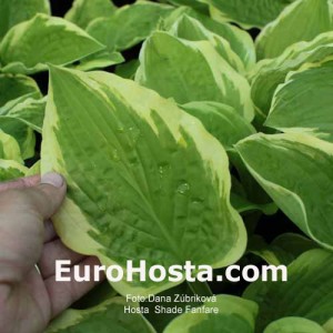 Hosta Shade Fanfare - Eurohosta