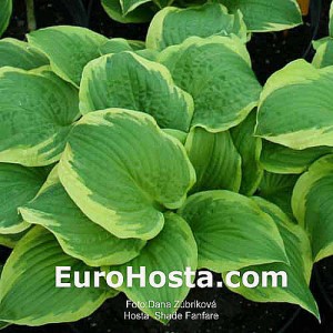 Hosta Shade Fanfare - Eurohosta