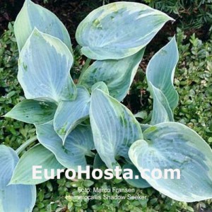 Hosta Shadow Seeker