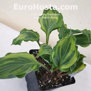 Hosta Sharon Stone