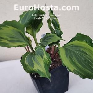 Hosta Sharon Stone