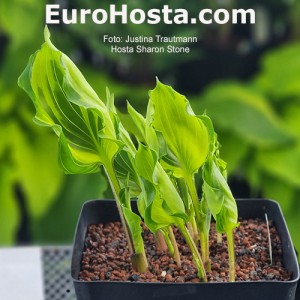 Hosta Sharon Stone