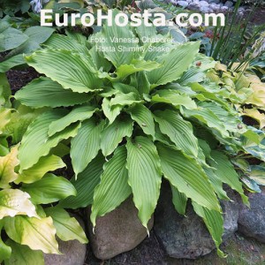 Hosta Shimy Shake - Eurohosta