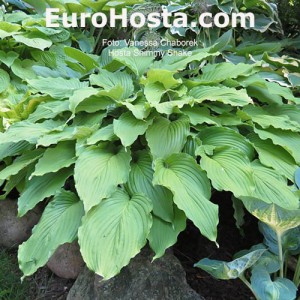 Hosta Shimy Shake - Eurohosta