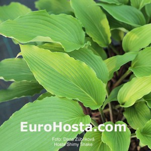 Hosta Shimy Shake - Eurohosta