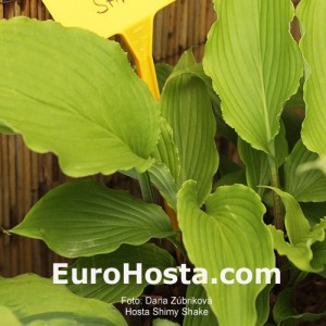 Hosta Shimy Shake - Eurohosta