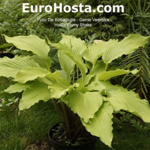 Hosta Shimy Shake - Eurohosta