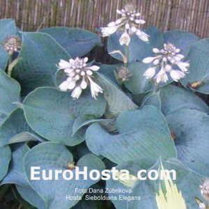 Hosta Sieboldiana Elegans - Eurohosta