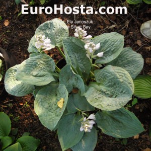 Hosta Silver Bay - Eurohosta