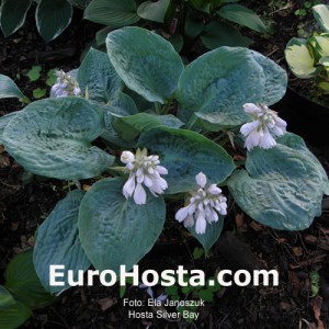 Hosta Silver Bay - Eurohosta