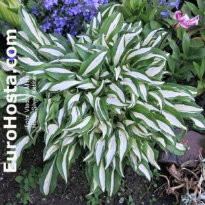 Hosta Silver Kabitan