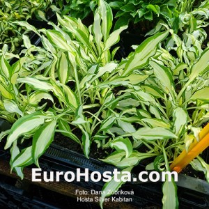 Hosta Silver Kabitan