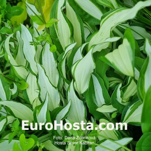 Hosta Silver Kabitan