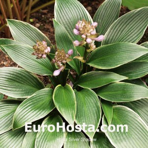 Hosta Silver Shadow - Eurohosta