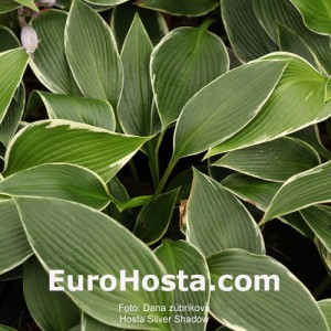 Hosta Silver Shadow - Eurohosta