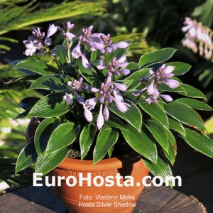 Hosta Silver Shadow - Eurohosta