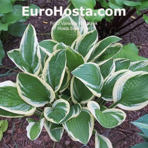 Hosta Silver Star