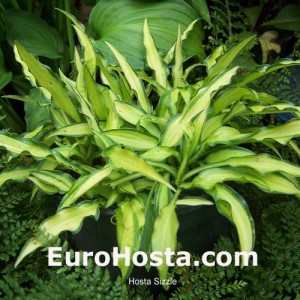 Hosta Sizzle