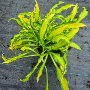 Hosta Sizzle