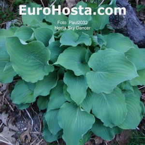 Hosta Sky Dancer