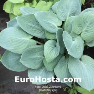 Hosta Skylight - Eurohosta