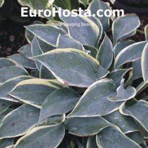 Hosta Sleeping Beauty - Eurohosta