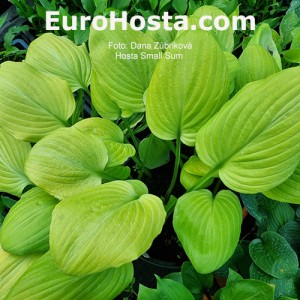 Hosta Small Sum 