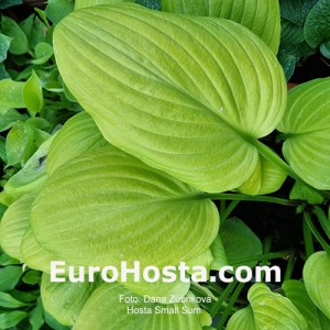 Hosta Small Sum 