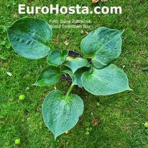 Hosta Smalltown Boy