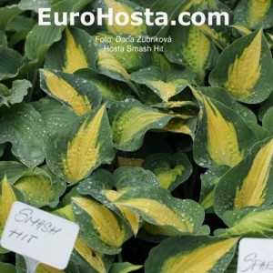 Hosta Smash Hit - Eurohosta