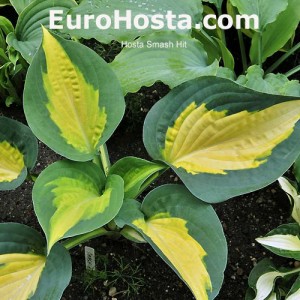 Hosta Smash Hit - Eurohosta