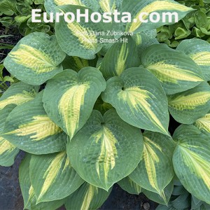 Hosta Smash Hit