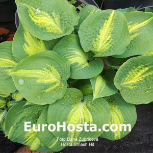 Hosta Smash Hit