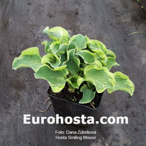 Hosta Smiling Mouse