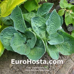 Hosta Smokey Mountains