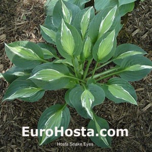 Hosta Snake Eyes