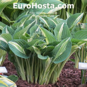 Hosta Snake Eyes