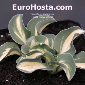 Hosta Snow Mouse - Eurohosta