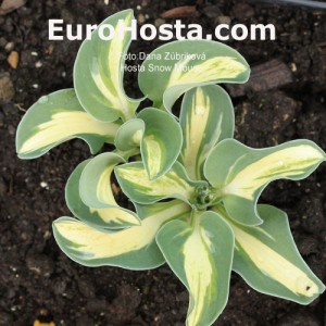 Hosta Snow Mouse - Eurohosta