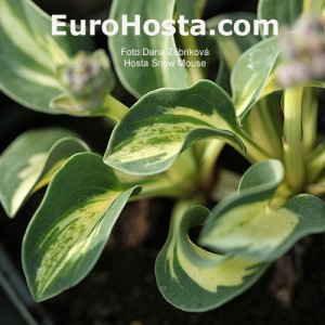 Hosta Snow Mouse - Eurohosta