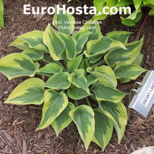 Hosta Snowy Lake