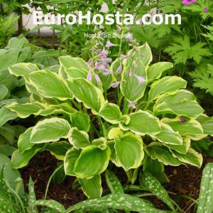 Hosta So Sweet - Eurohosta